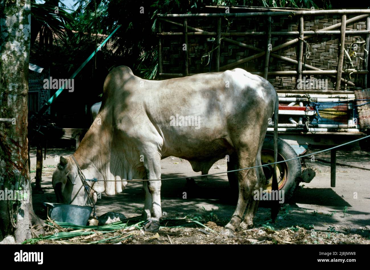 Yogakarta sull'isola di Giava, Indonesia, 1984 Foto Stock