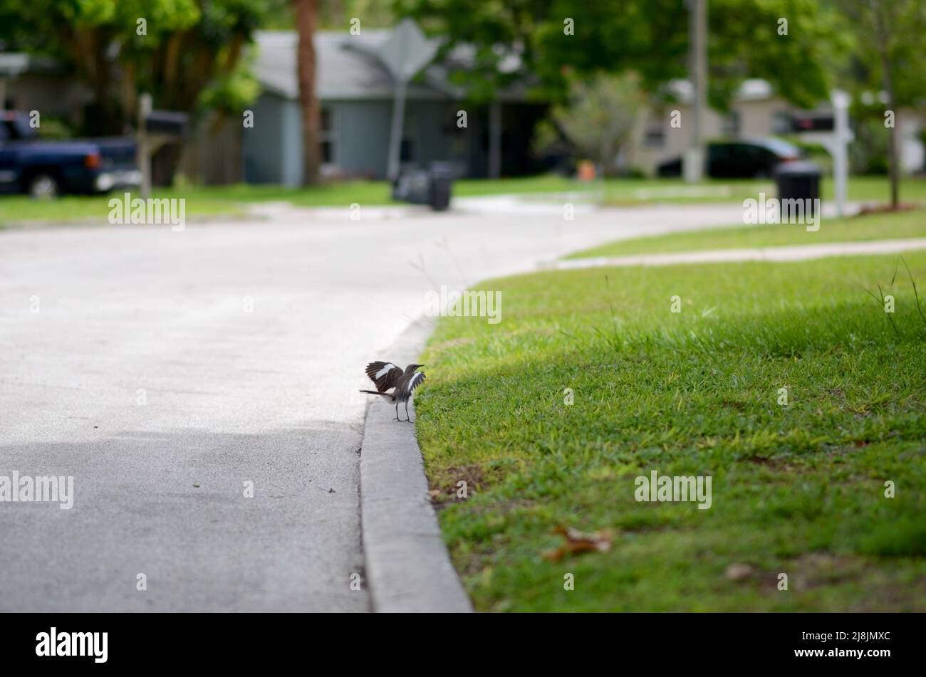 Florida Mockingbird Bird con Wings allungato, ambiente residenziale di quartiere. Un uccello, nessuna gente, giorno, all'aperto Foto Stock