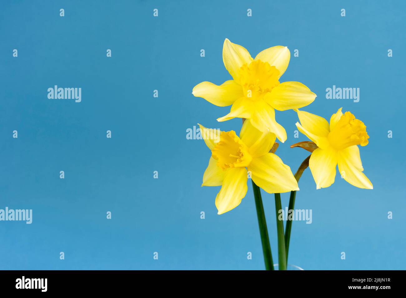 fiori gialli di daffodil su sfondo blu. Fiori di primavera freschi Foto Stock