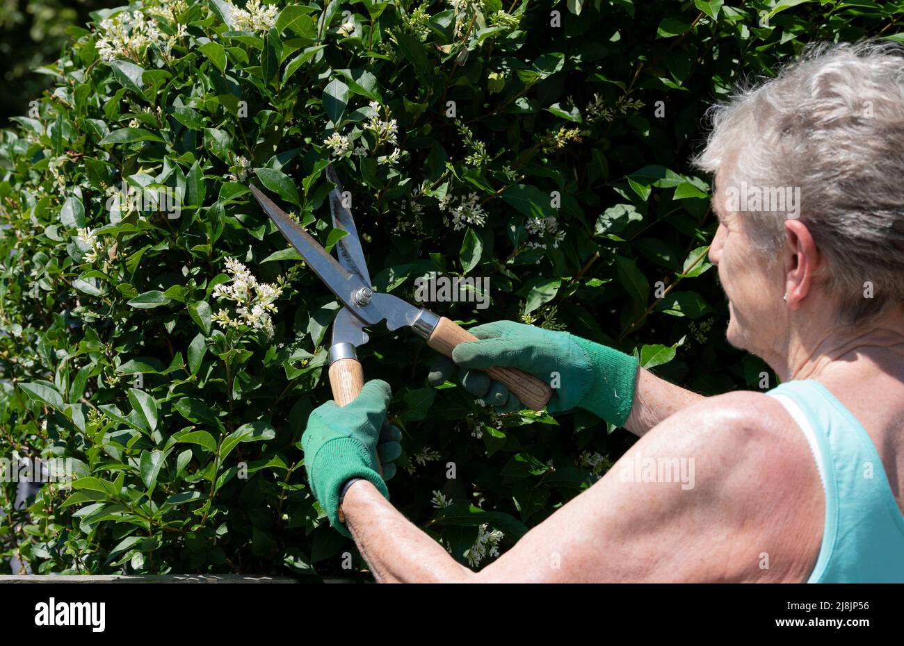 Hampshire Inghilterra Regno Unito. 2022. Donna che usa piccole cesoie per tagliare una siepe privet giardino. Foto Stock