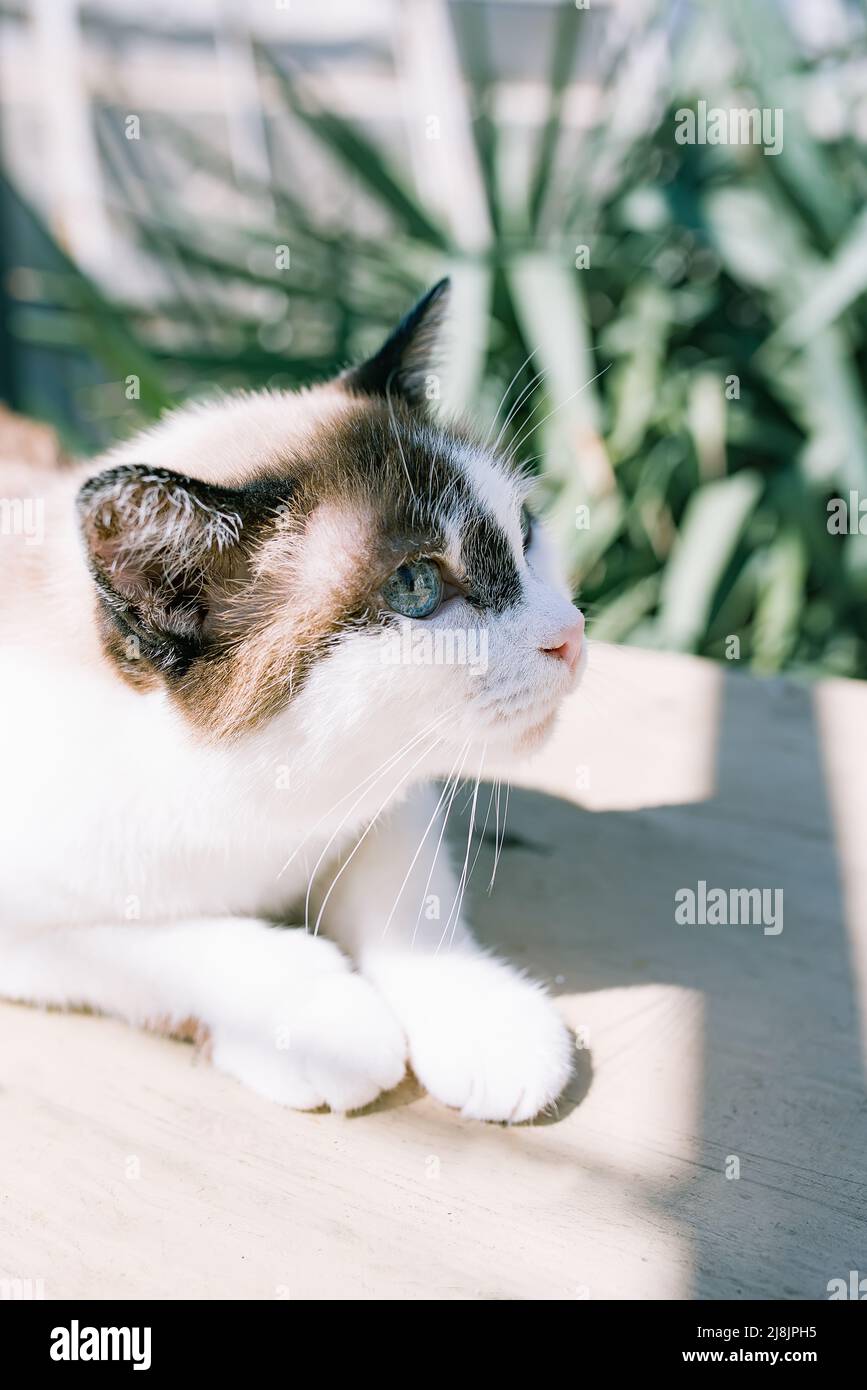 Un gatto domestico sta posando su una vecchia tavola di legno su uno sfondo di piante verdi. Un gatto non-pedigreed, cerchi in sfondo sfocato, guarda il Foto Stock