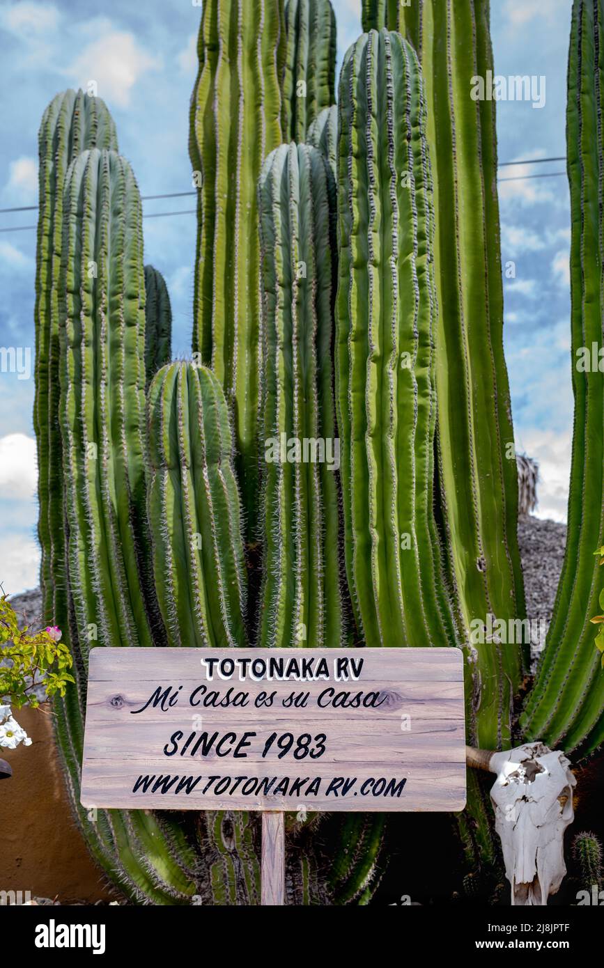 Un grande cactus verde di cardone e segno all'ingresso del parco Totonaka RV a San Carlos, sonora, Messico. Foto Stock