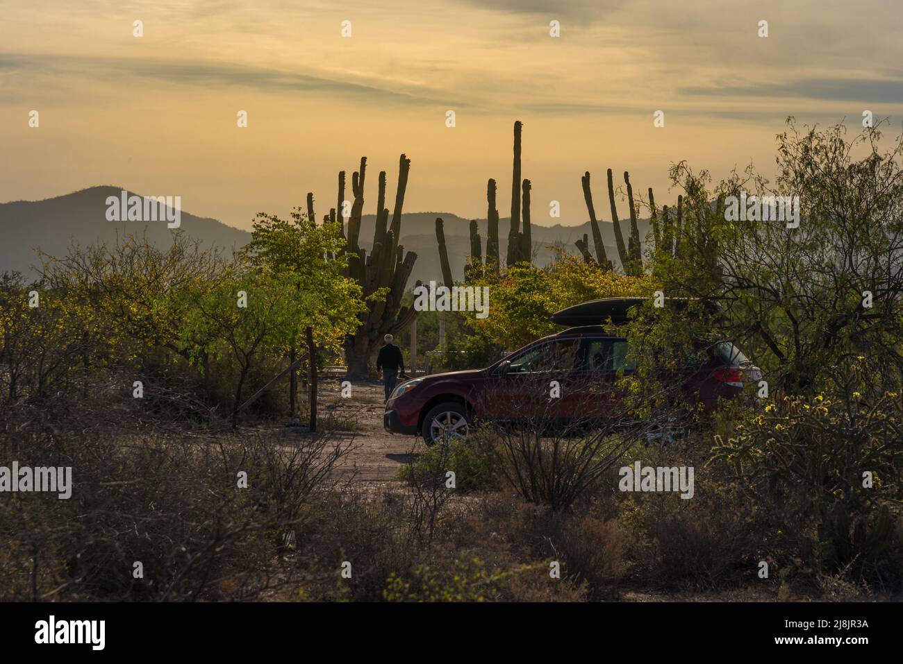 Nella luce del mattino presto, un uomo si allontana dalla sua auto per tossire gli alberi di mesquite e cactus nel deserto di sonora nel Mexcico settentrionale. Foto Stock