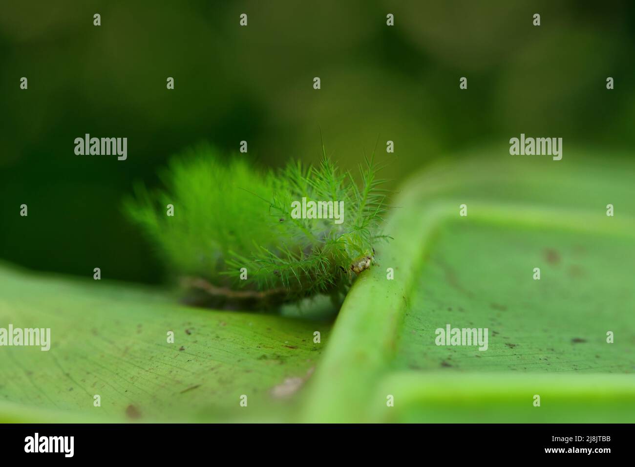 Vista ravvicinata del verde brasiliano Automeris Caterpillar su una foglia Foto Stock
