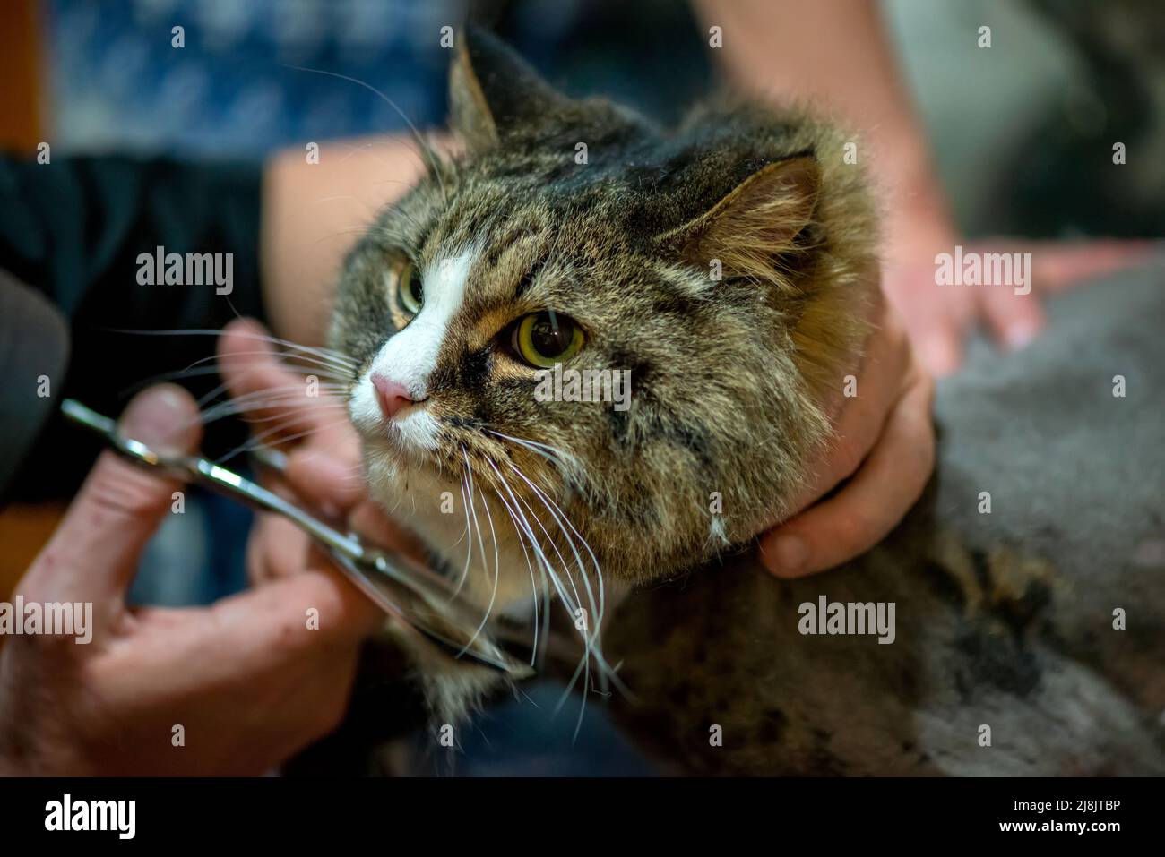 Cat grooming nel salone per la cura degli animali domestici. Parrucchiere professionale per acconciature per un gatto primo piano Foto Stock