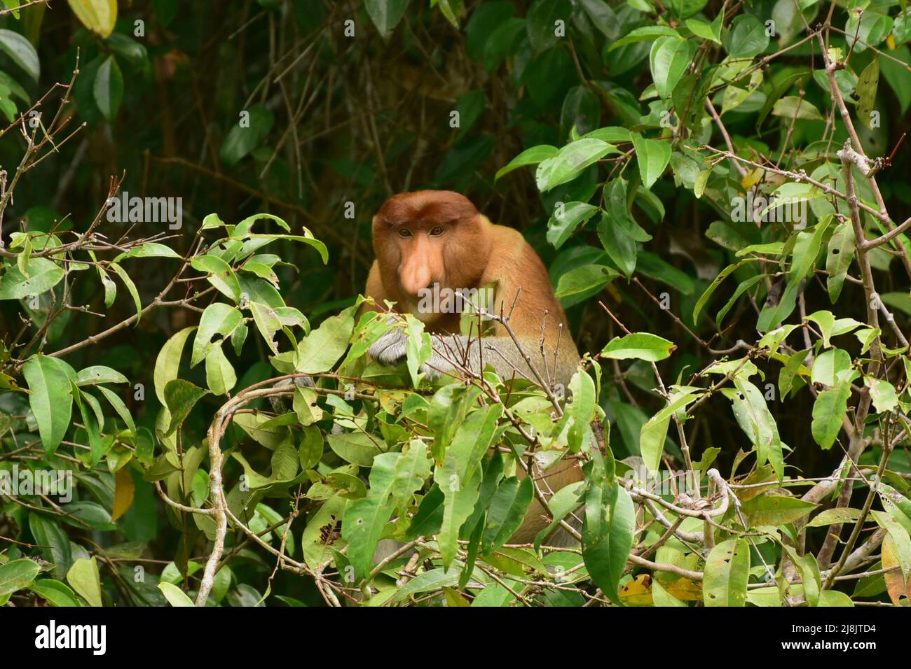 Proboscis Monkey (Nasalis larvatus) foglie alimentari maschili dominanti nel Parco Nazionale di Tanjung Puting, Kalimantan Foto Stock