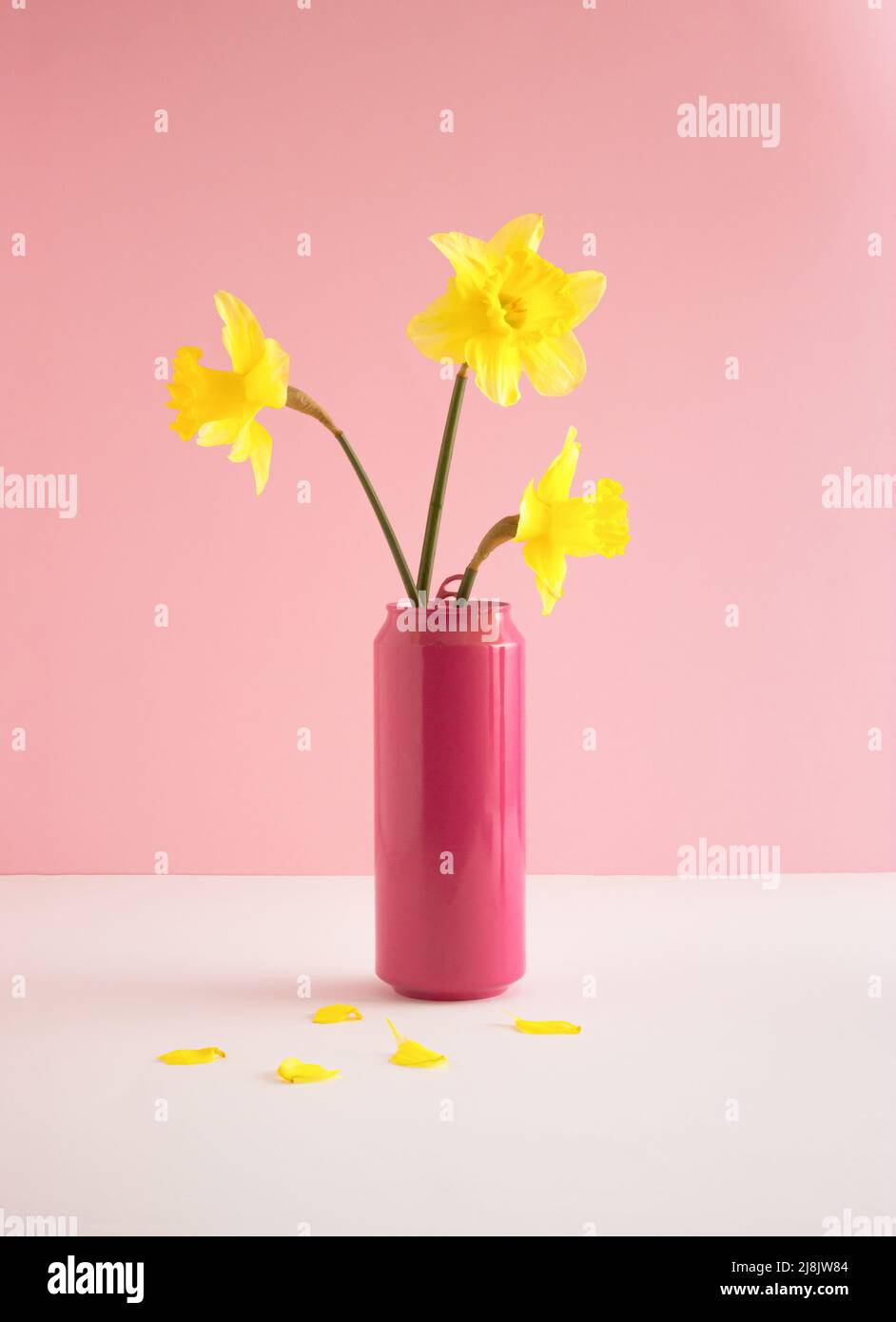 Fiori gialli in fiore di daffodil in lattina rosa pastello sul tavolo. Concetto di molla minimo. Retrò ancora vita estetica. Foto Stock Fiori gialli in fiore di daffodil in lattina rosa pastello sul tavolo. Concetto di molla minimo. Retrò ancora vita estetica. Foto Stock