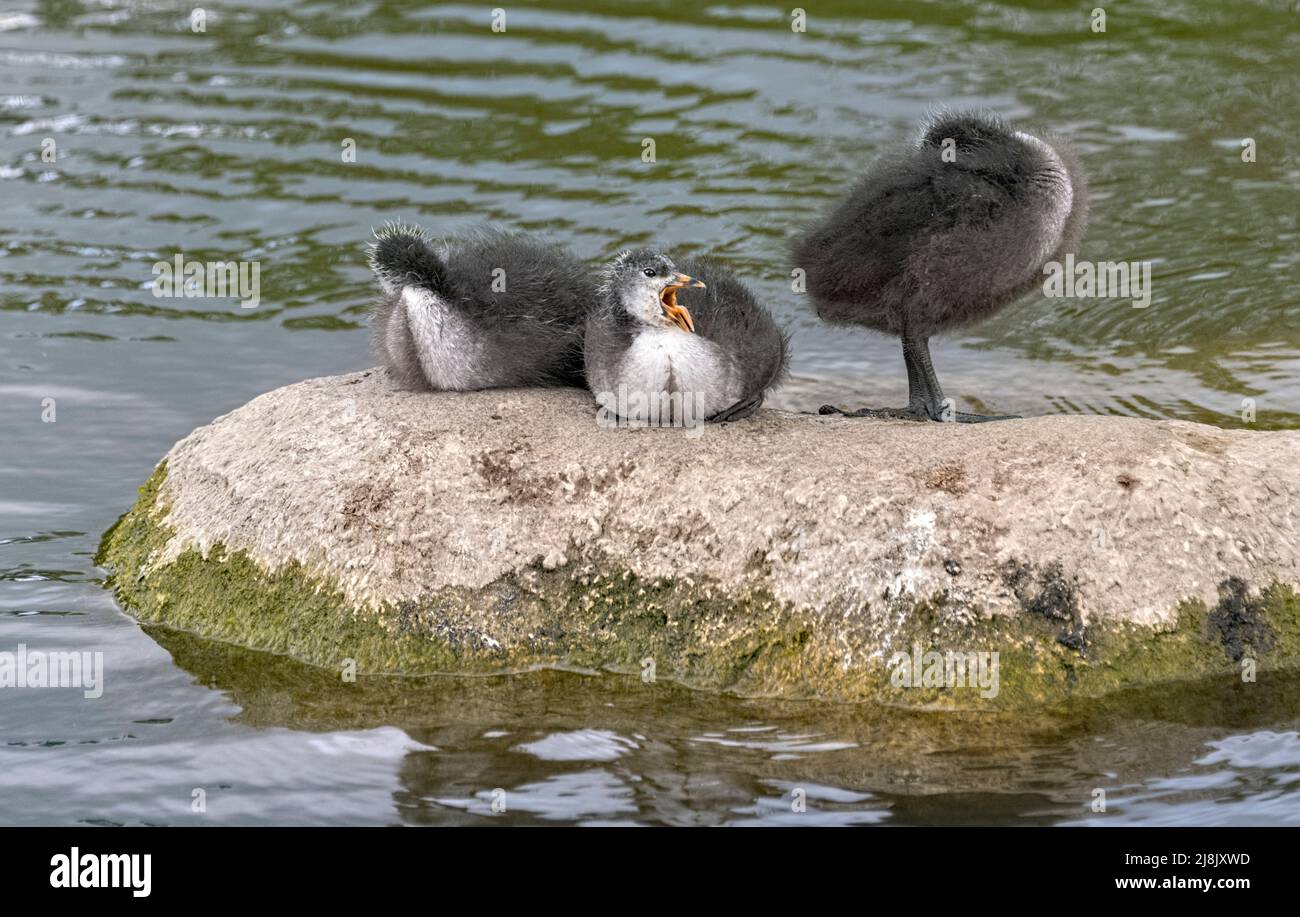 Coot eurasiatico (Fulica atra) tre pulcini di coot arroccati su una roccia - St. Albans UK Foto Stock