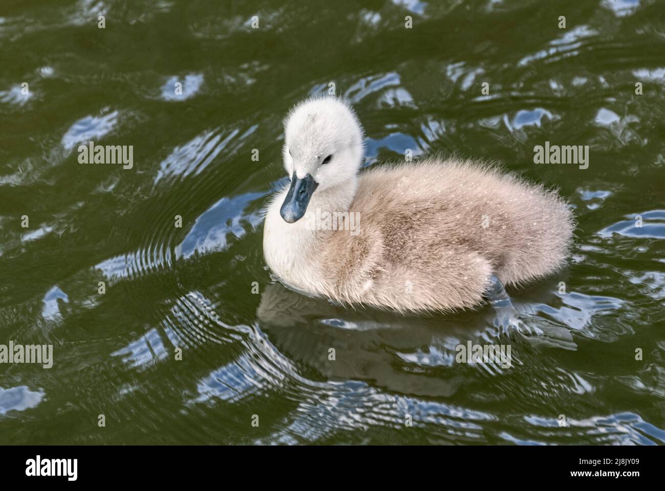 Mute Swan Cygnet nell'acqua Cygnus olor Foto Stock