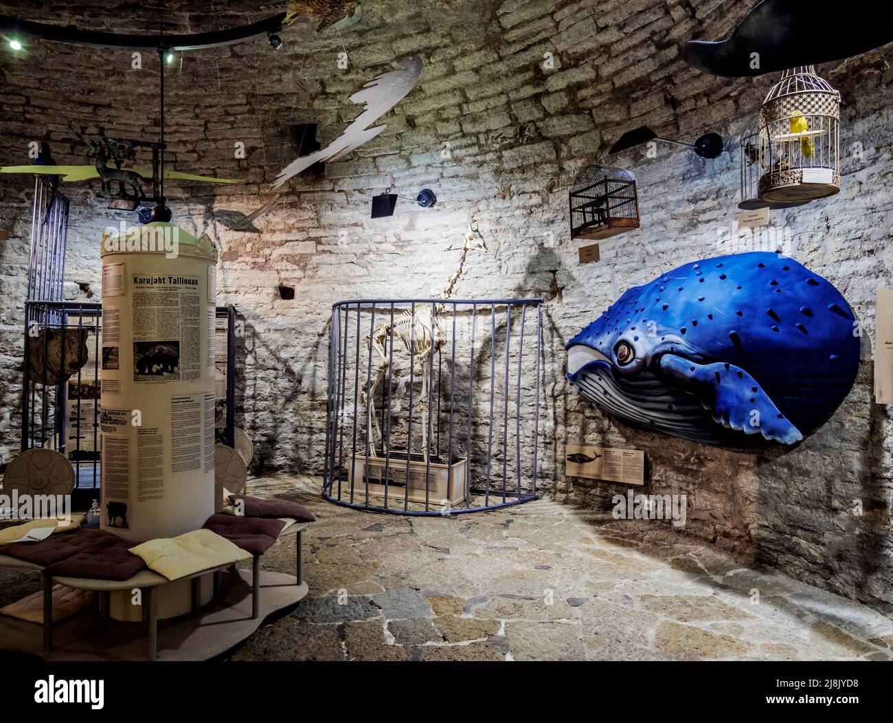 Kiek in de Kok fortificazioni Museo, interno, Città Vecchia, Tallinn, Estonia Foto Stock