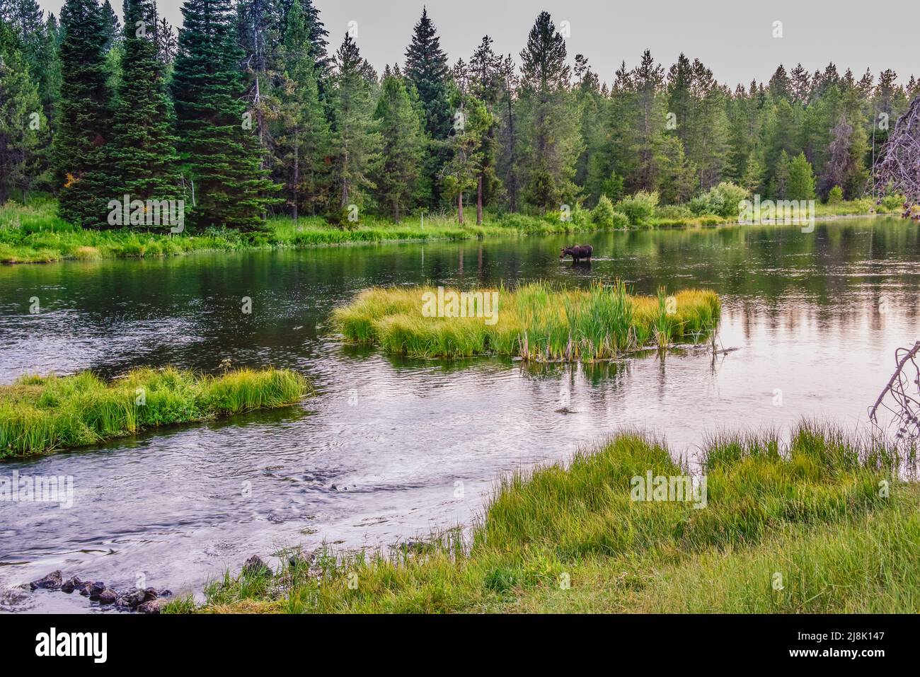 Moose pascolo nel fiume Buffalo, Island Park, Fremont County, Idaho, USA Foto Stock