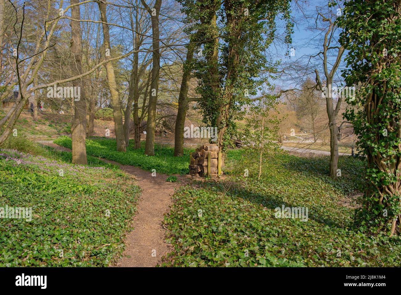 Edera inglese, edera comune (Hedera Helix), che cresce a terra un vlimbing sugli alberi nel Giardino Botanico, Germania, Amburgo Foto Stock