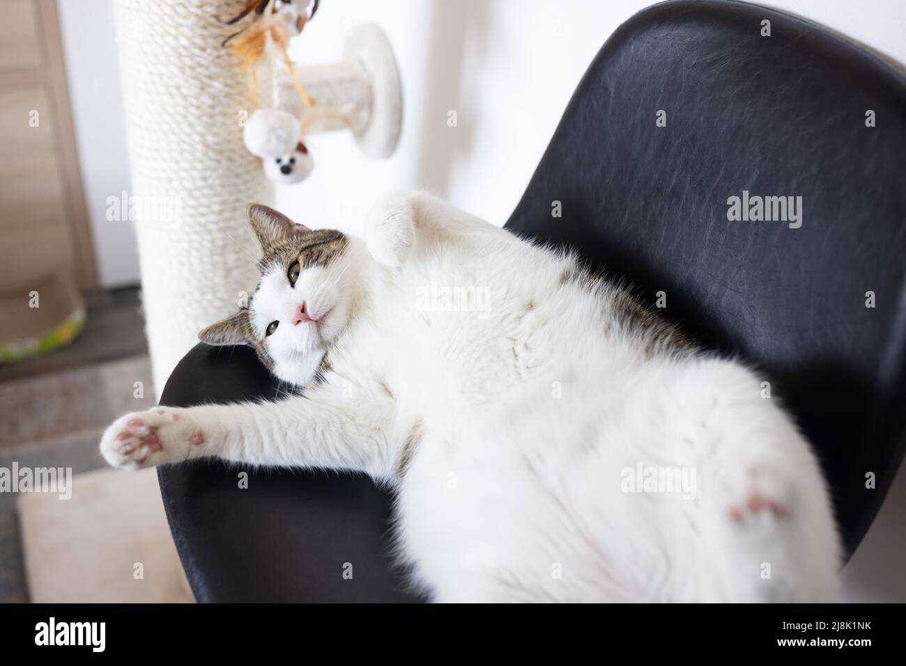 Gatto pigro grasso che posa su sedia di pelle accanto a sisal graffio post, cercando infastidito e non di umore. Cat grattatori, pali da arrampicata per artigli di gatto e concetto di mobili. Messa a fuoco selettiva, primo piano Foto Stock