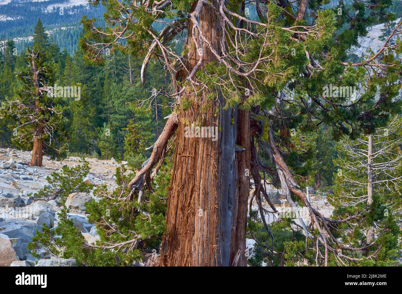 Sequoia gigante, sequoia gigante (Sequoiadendron giganteum), Tioga Road, le sequoie sono battute dalle intemperie e nwarfed ad alte altitudini, Stati Uniti, California, Foto Stock