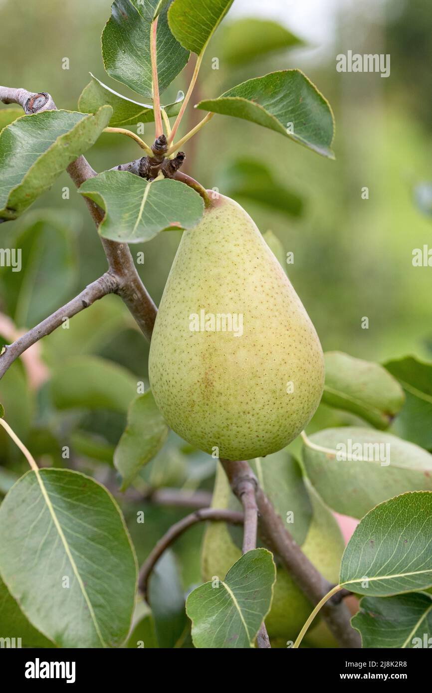 Pera comune (Pyrus communis 'Pastorenbirne', Pyrus communis Pastorenbirne), su un albero, cultivar Pastorenbirne Foto Stock