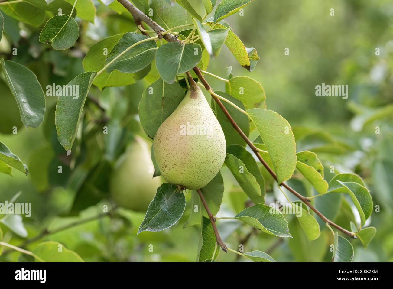 Pera comune (Pyrus communis 'Pastorenbirne', Pyrus communis Pastorenbirne), su un albero, cultivar Pastorenbirne, Bundesrepublik Deutschland Foto Stock