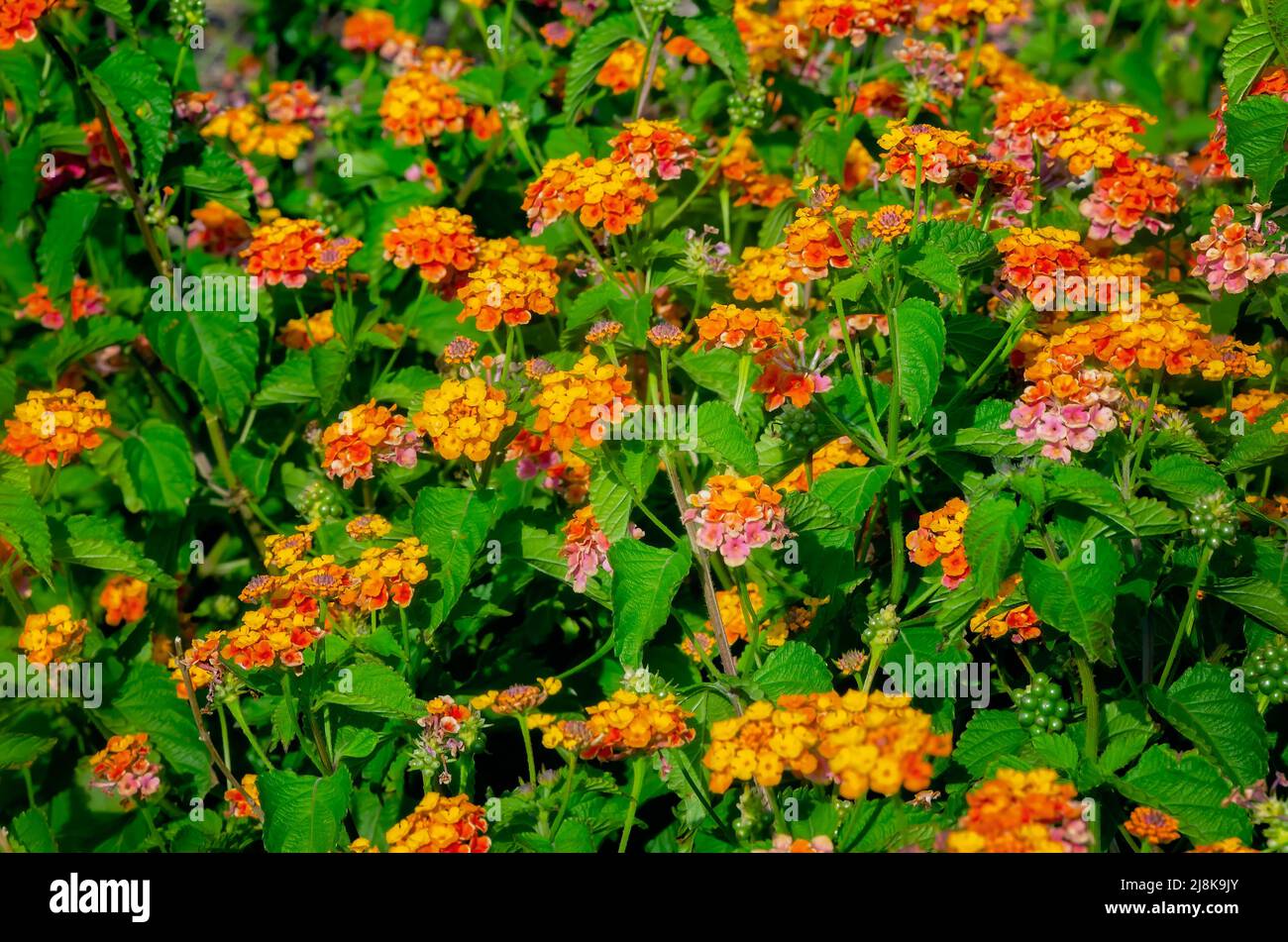 lantana comune cresce selvaggio, 28 aprile 2022, a Dauphin Island, Alabama. lantana comune (Lantana camara) è anche conosciuto come arbusto verbena. Foto Stock