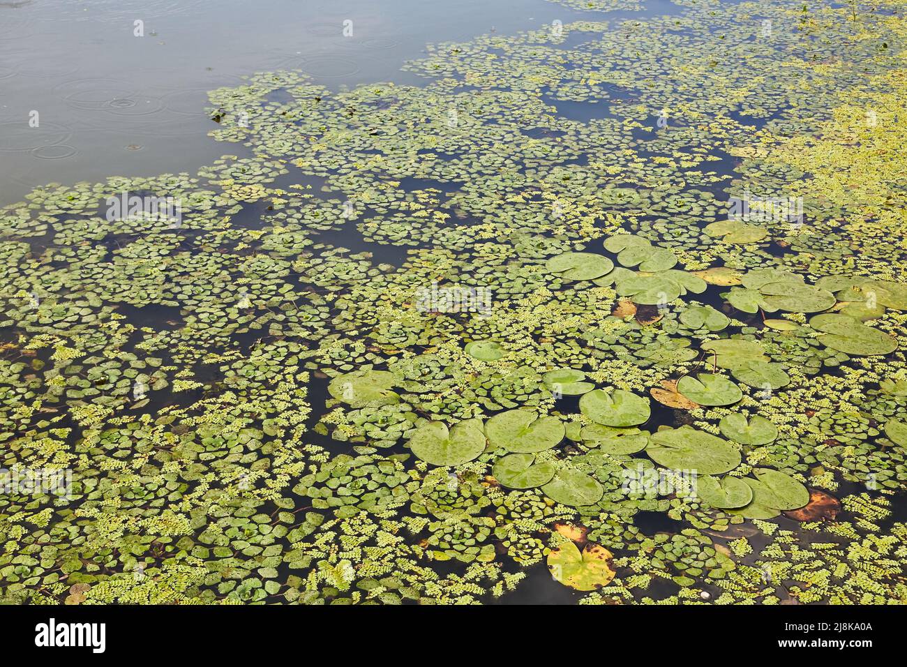 Superficie di acqua con piante Foto Stock