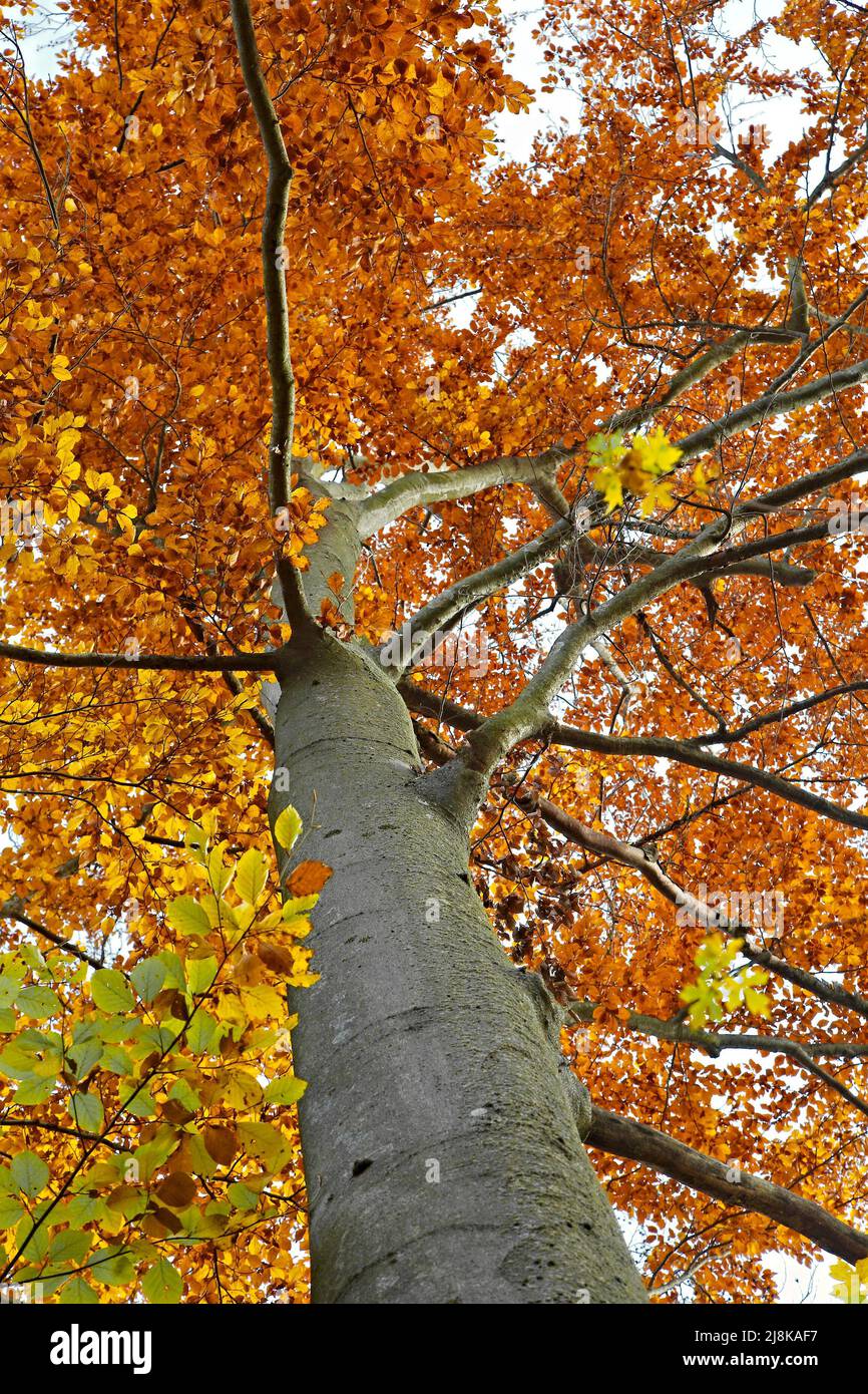 Autunno foglie di albero Foto Stock