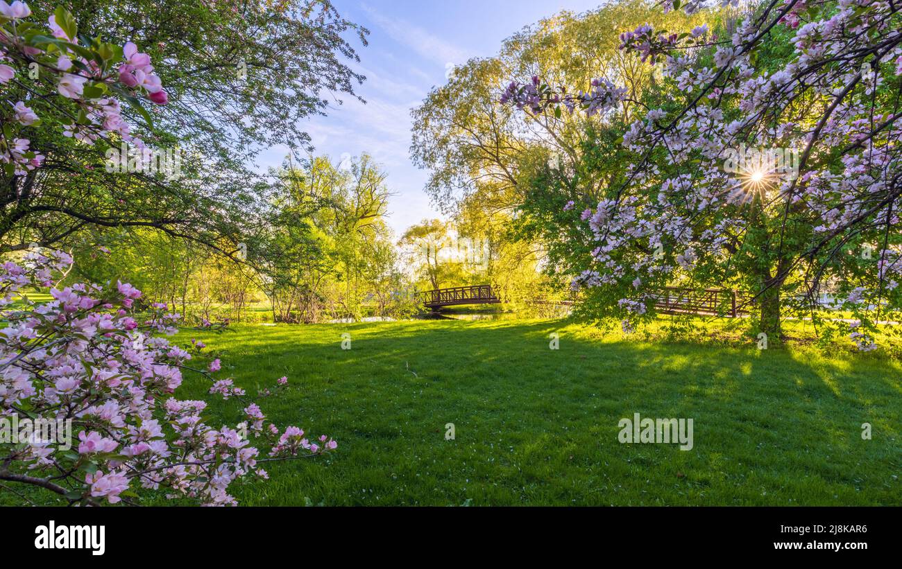 Scenico Dominion Arboreto di Ottawa in primavera (formato panaromico) Foto Stock