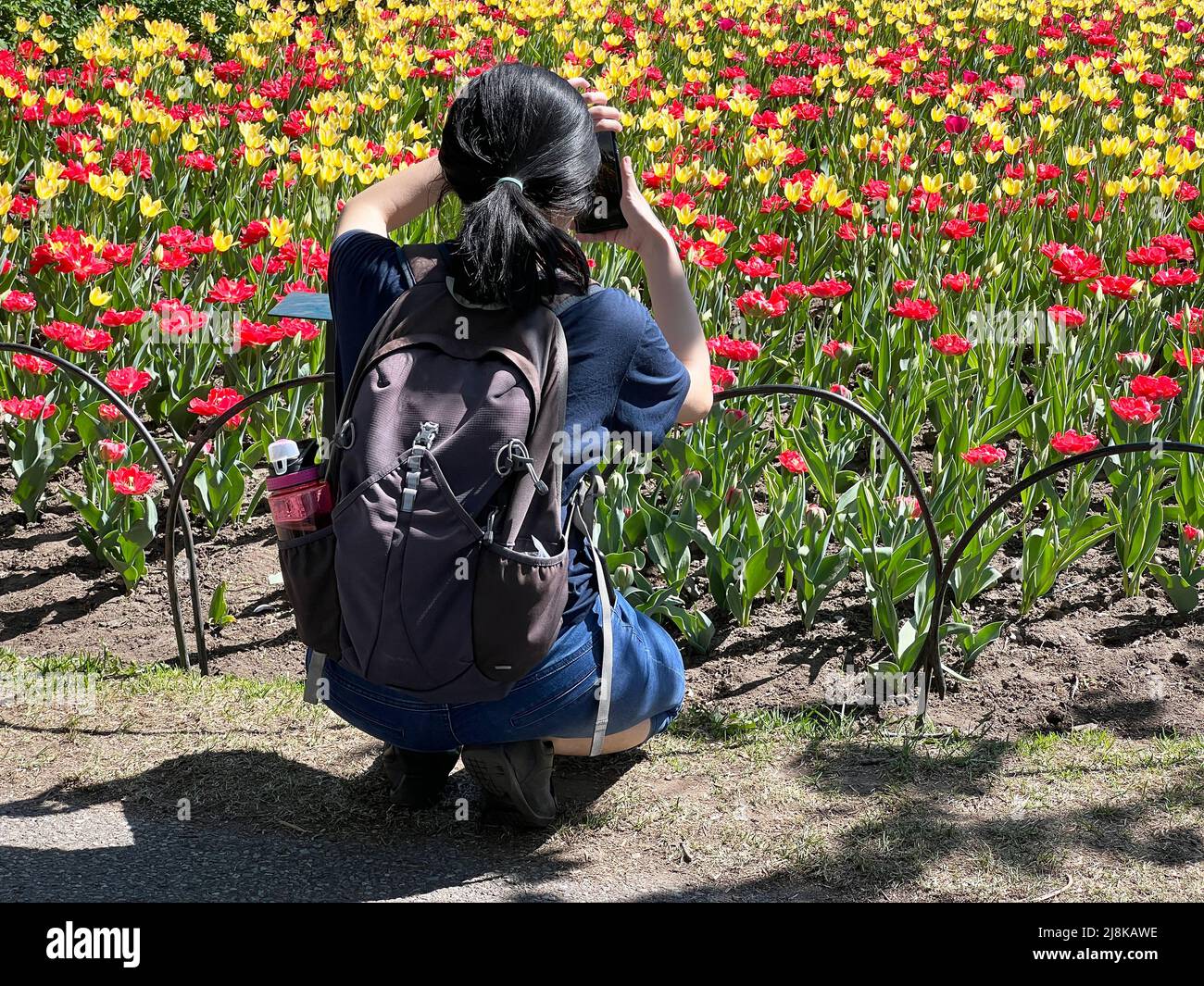 Un fotografo cattura un'immagine all'Ottawa Tulip Festival in Ontario, Canada. Foto Stock