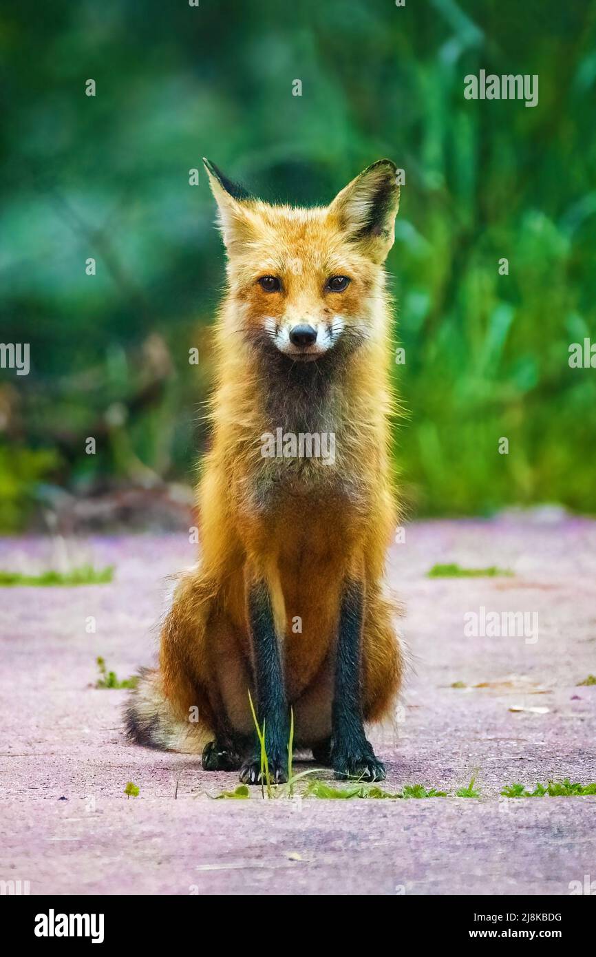 Carino ritratto di volpe marrone in primo piano nel selvaggio giorno d'estate Foto Stock