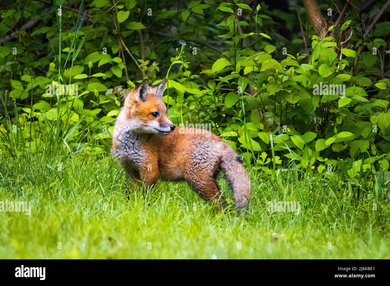 Cute marrone volpe cucire primo piano ritratto nella foresta selvaggia da solo Foto Stock