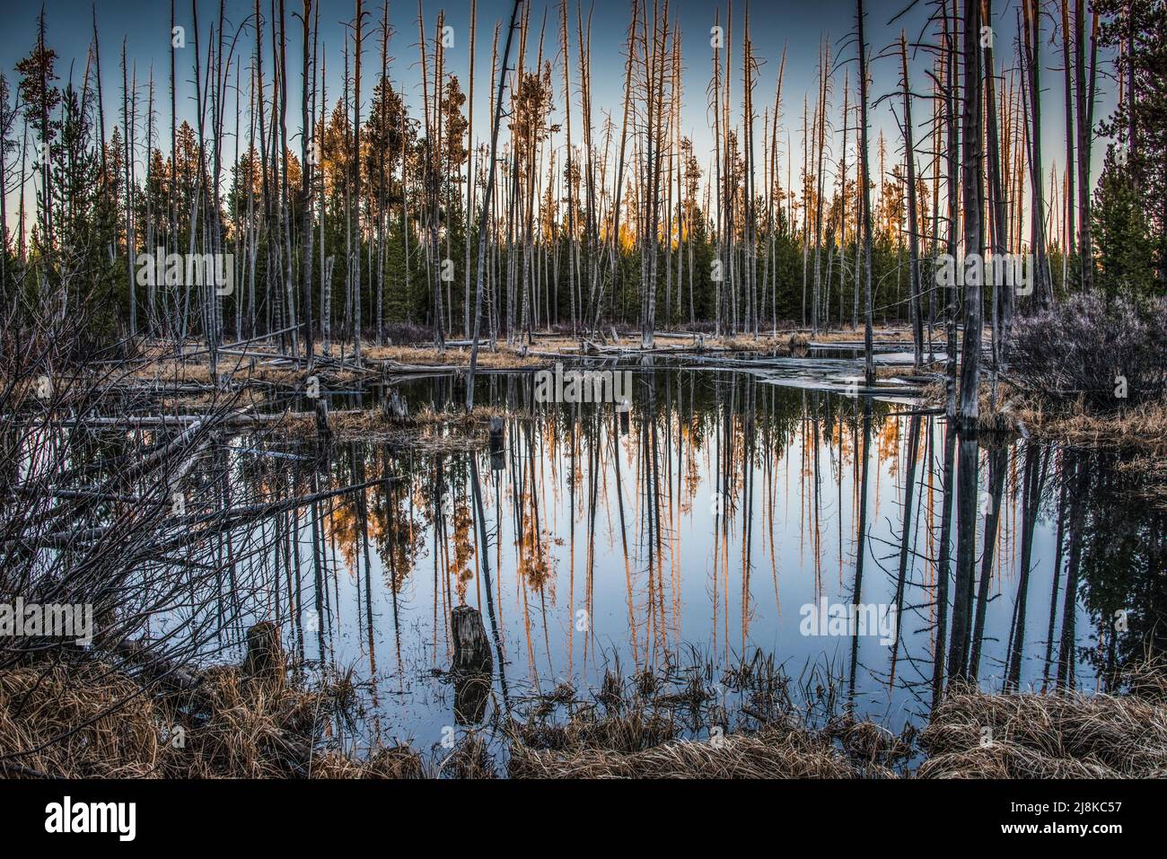 Stagno effimero (stagionale) lungo la North Big Springs Loop Road, Island Park, Fremont County, Idaho, USA Foto Stock