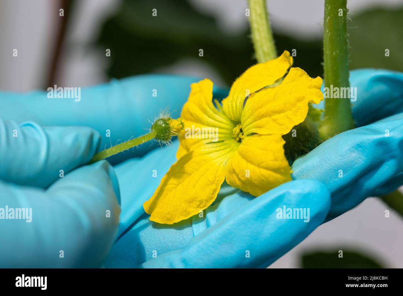 L'impollinazione manuale è il trasferimento manuale del polline un fiore maschio ad un fiore femmina pistil. Foto Stock