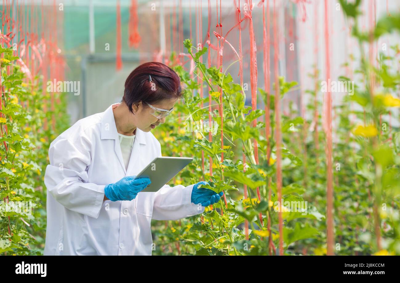 gli scienziati agricoli stanno controllando la qualità e analizzando le piante di melone in una serra. Foto Stock