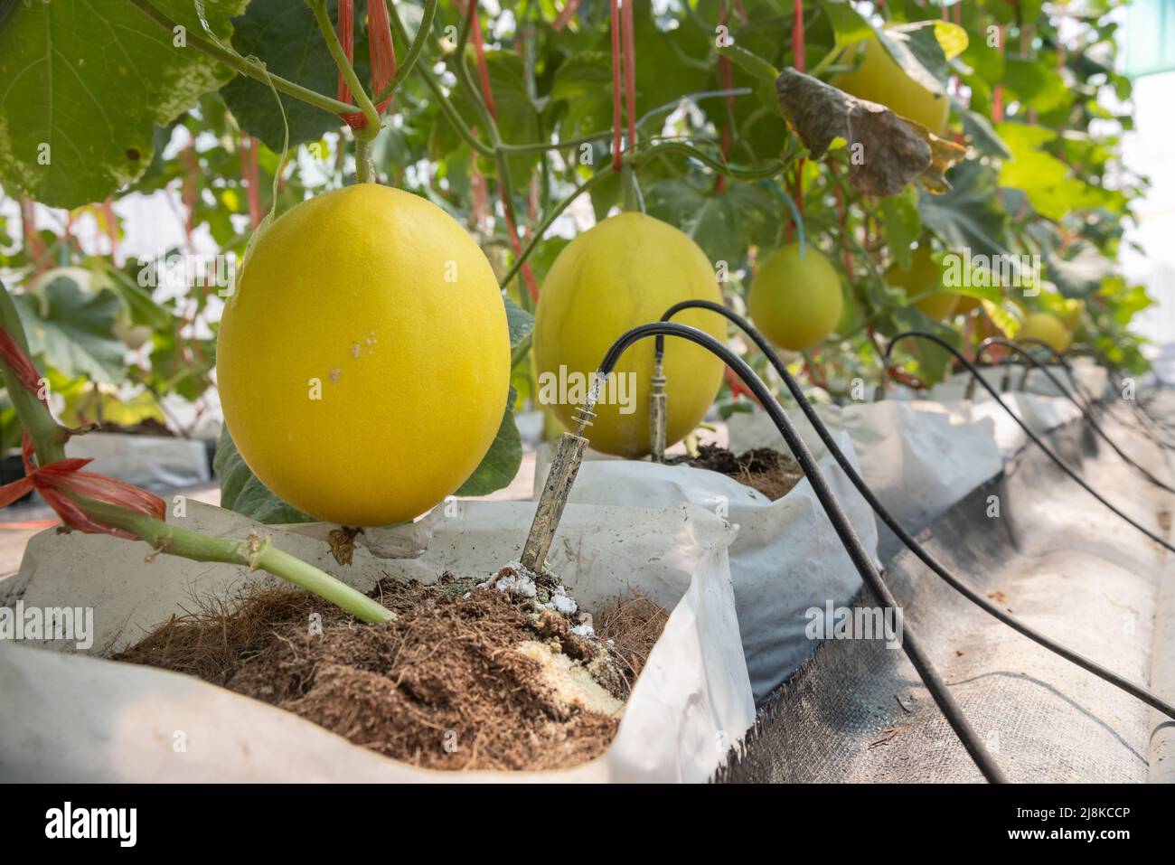 Giardino intelligente con computer controllare il sistema di irrigazione a goccia in melone fattoria Foto Stock