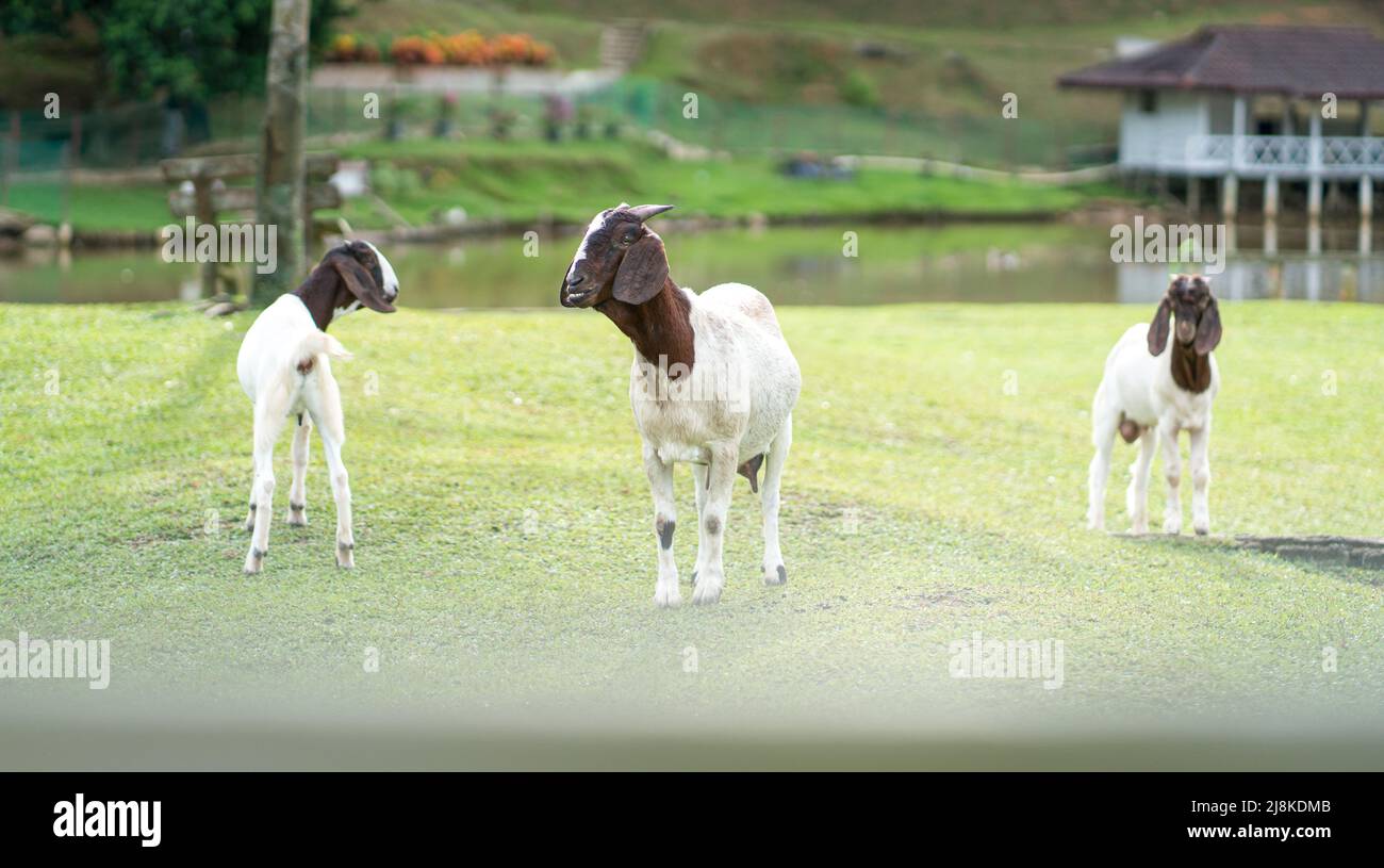 Capre nubiane in una fattoria e verde prato impostazione. Foto Stock