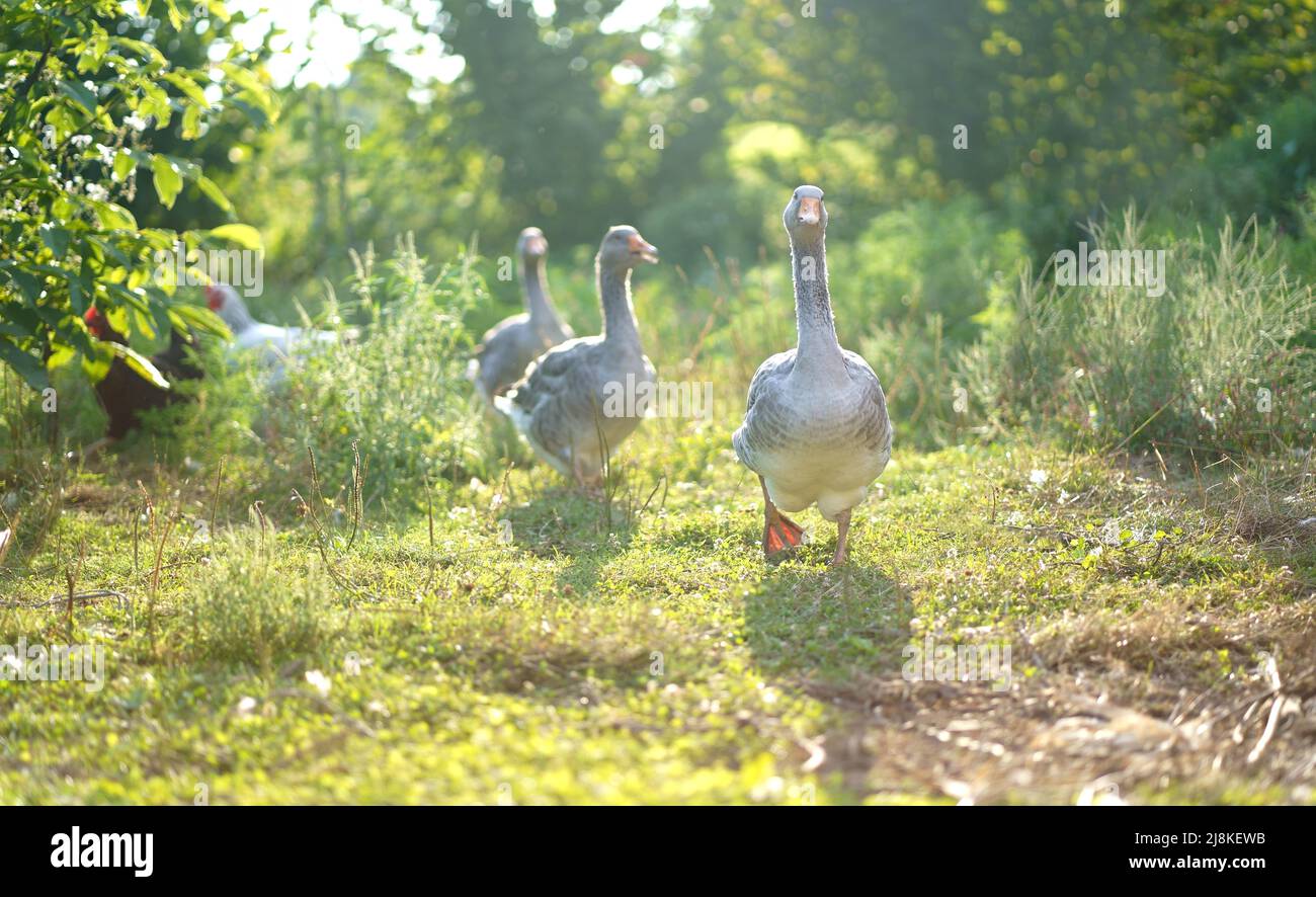 Bella oche in una fattoria. Oca nazionale. Fattoria d'oca, oche che si gode una passeggiata mattutina in una fattoria. Oca nazionale. Fattoria d'oca. Foto Stock