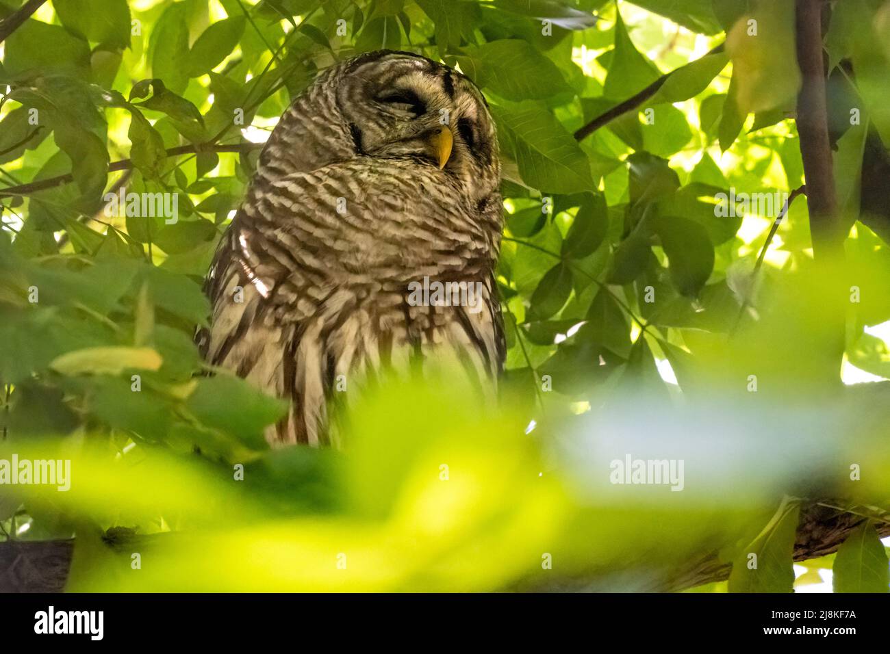 Barred Owl (Strix varia), noto anche come gufo, presso il centro naturalistico Three Forks del Sequoyah state Park nella contea di Cherokee, Oklahoma. (USA) Foto Stock