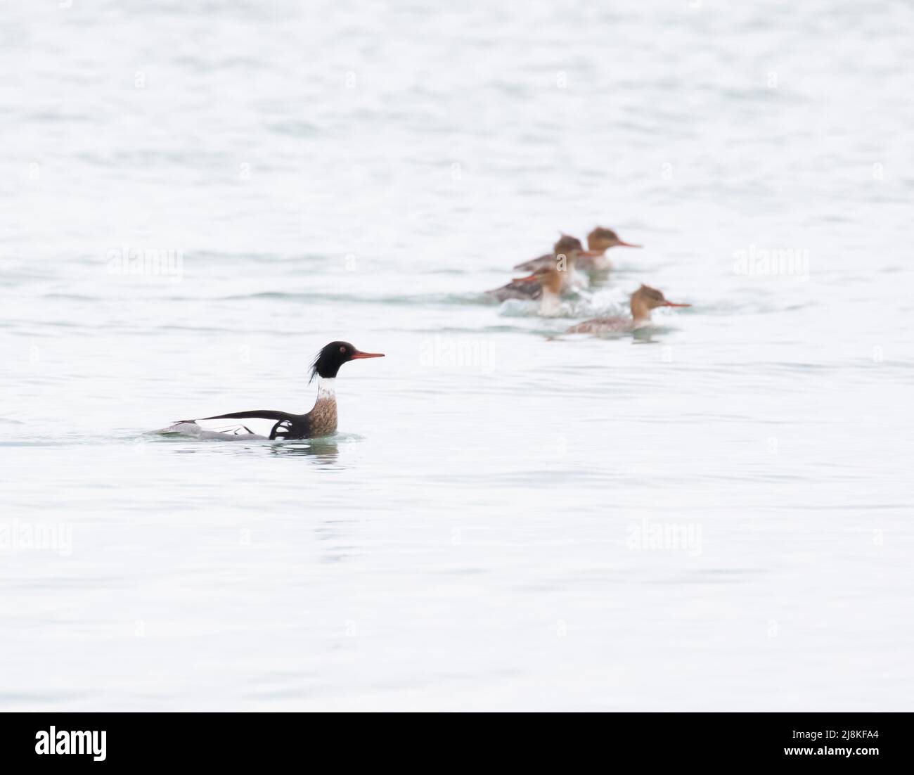 Un Merganser maschio di razza rossa vicino ad un gruppo di femmine nel lago Erie Ontario in primavera Foto Stock