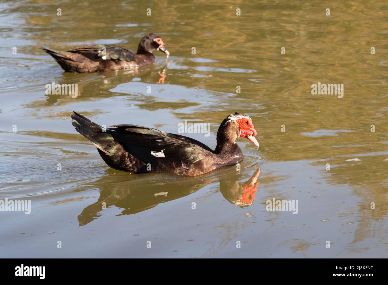 Il Moscovy o Barbary (Cairina moschata domestica) Foto Stock