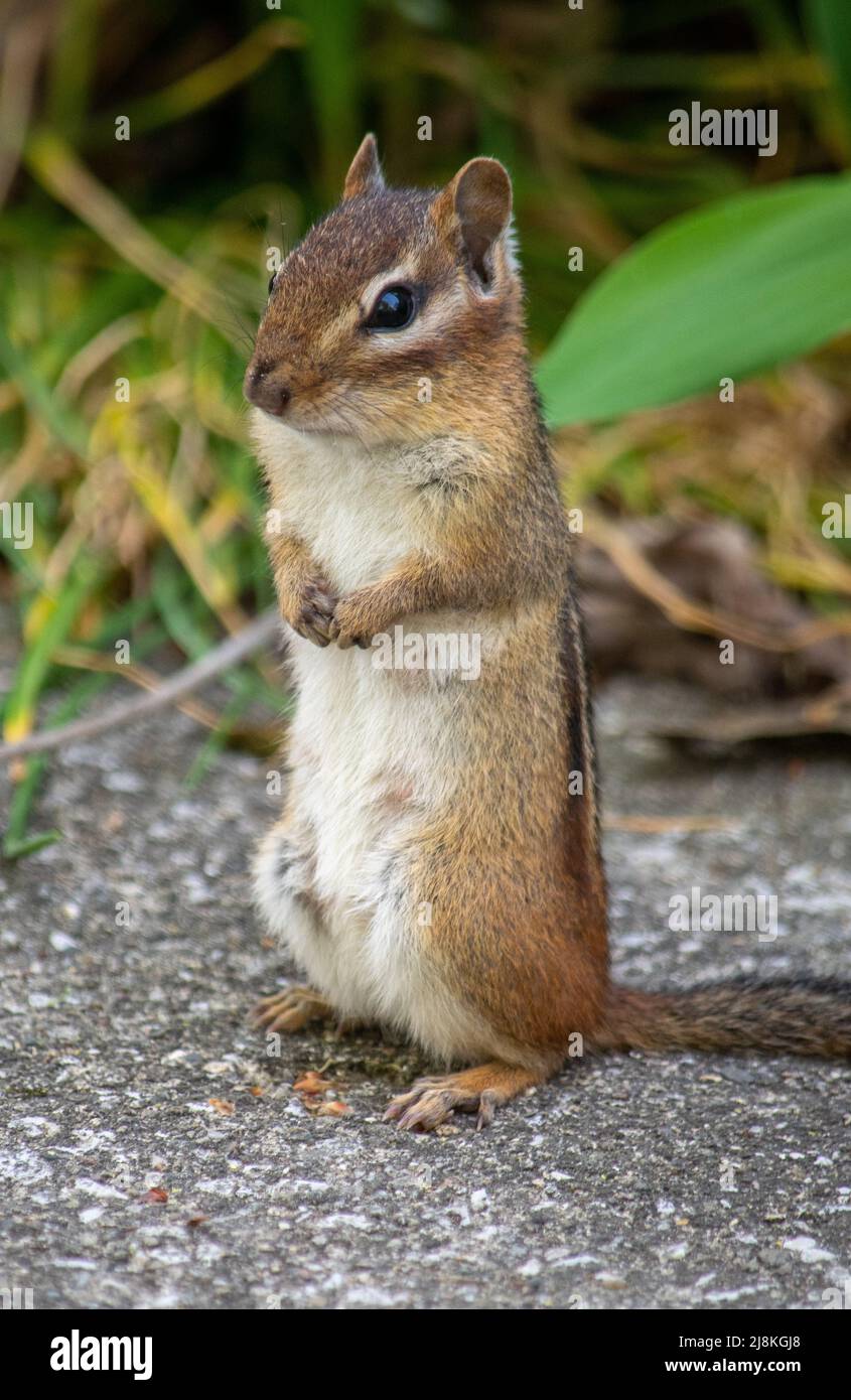 Il chippunk in piedi sembra adorabile e chiede il cibo in giardino Foto Stock
