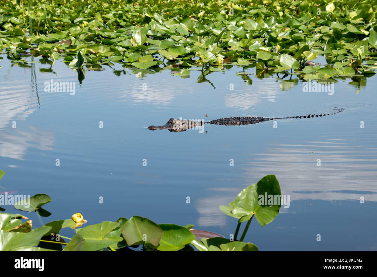 Un singolo alligatore che nuota nel Parco Nazionale Everglades, Florida Foto Stock