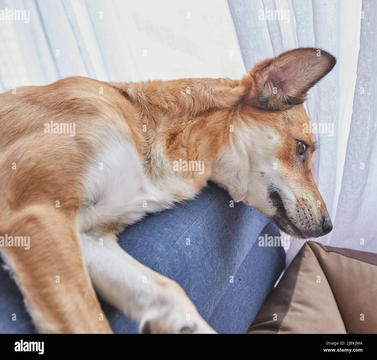Carino cane rosso con grandi orecchie è sdraiato sul divano, invece del suo posto sul letto del cane. Foto Stock
