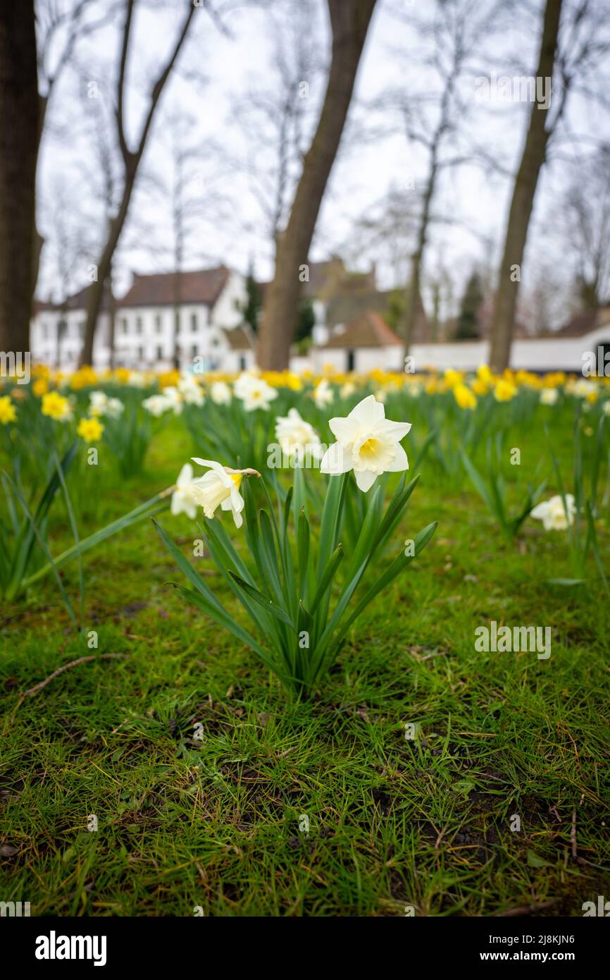 Fiori in un cortile di Brugge Belgio Foto Stock