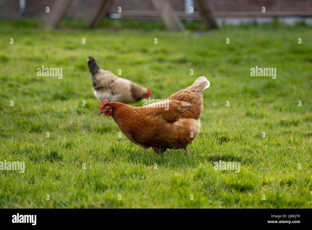 Due polli che foraggiano nell'erba nei Paesi Bassi Foto Stock