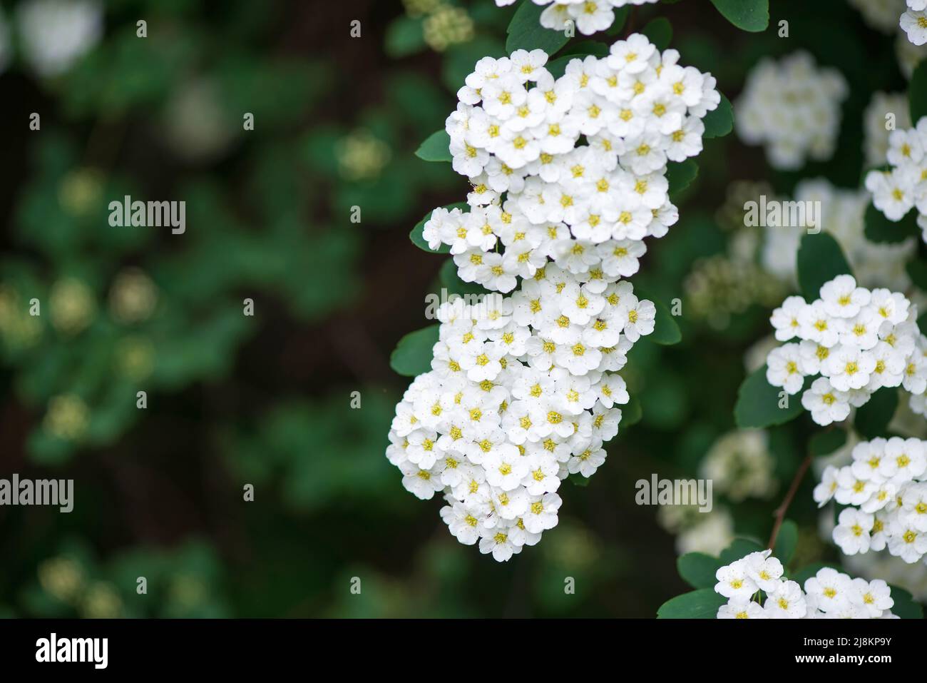 Rami fioriti di Spiraea vanhouttei nel giardino primaverile nel mese di maggio - fuoco selettivo, spazio copia Foto Stock