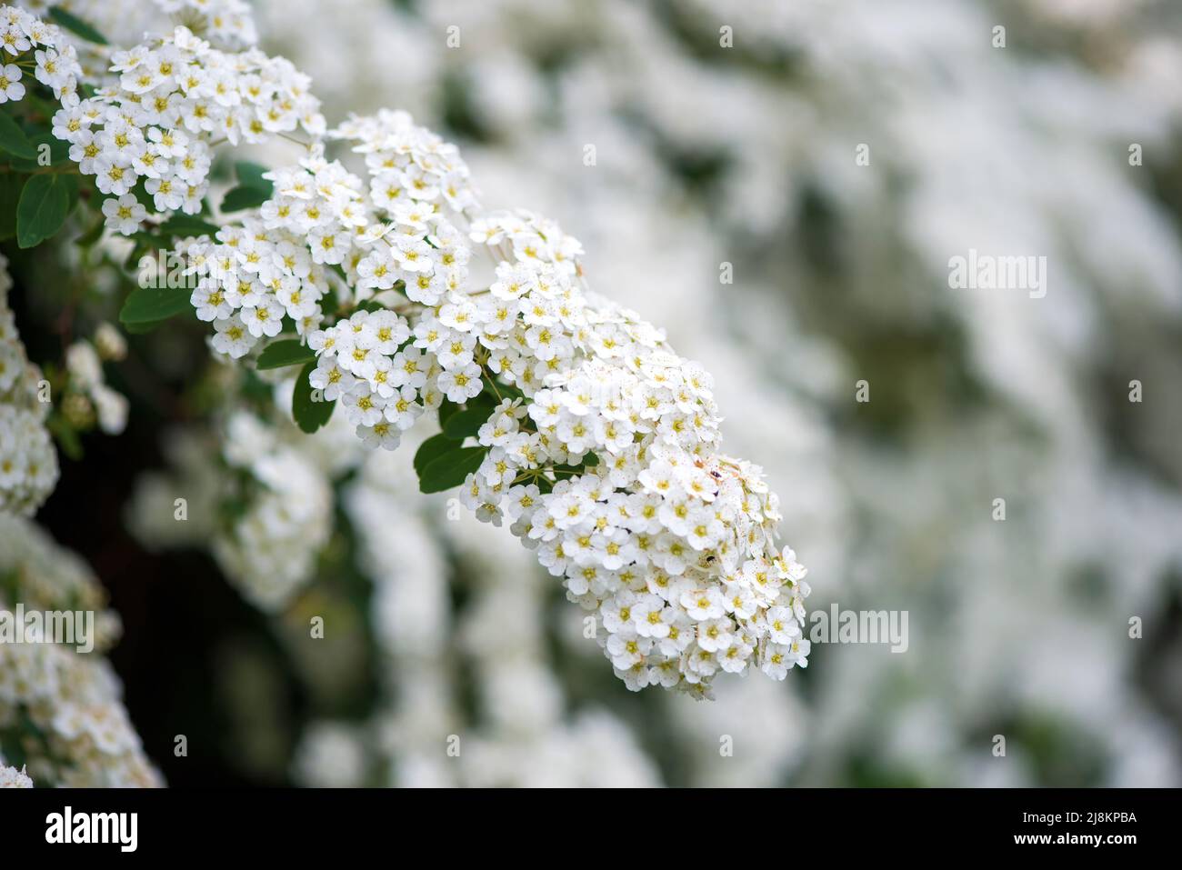 Rami fioriti di Spiraea vanhouttei nel giardino primaverile nel mese di maggio - fuoco selettivo, spazio copia Foto Stock