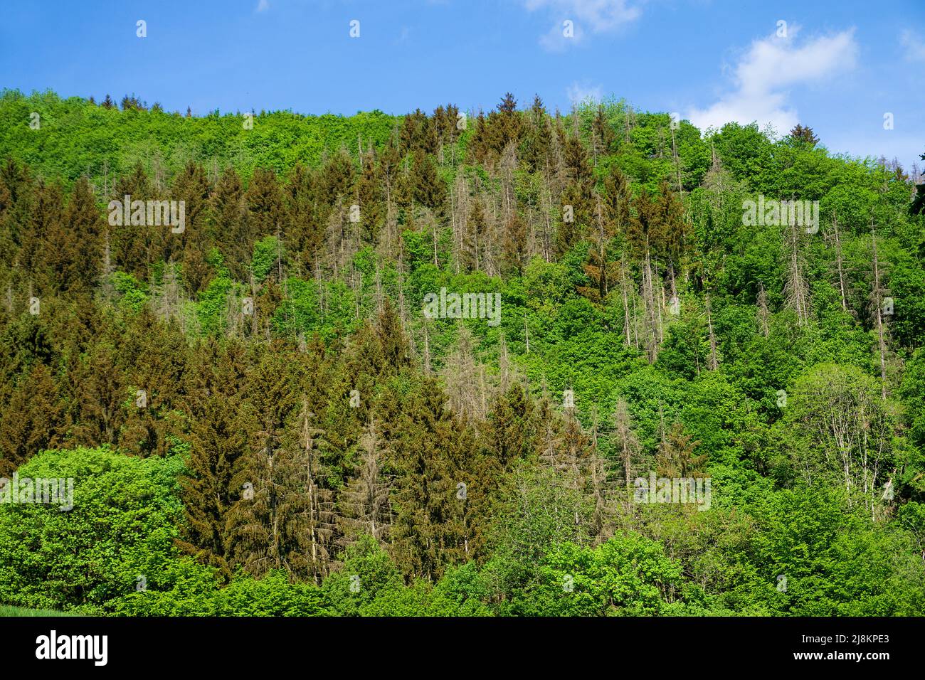 Dieback forestale, conifere muoiono a causa della siccità e dei cambiamenti climatici, Bourscheid, distretto di Diekirch, Ardenne, Lussemburgo, Europa Foto Stock