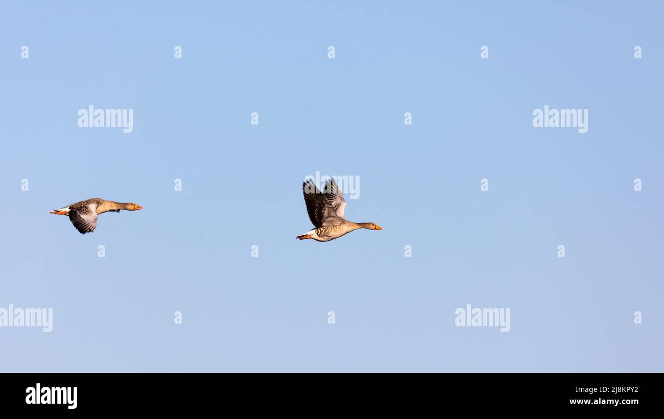 Due uccelli (oche grigielag) che volano nel cielo. Foto Stock