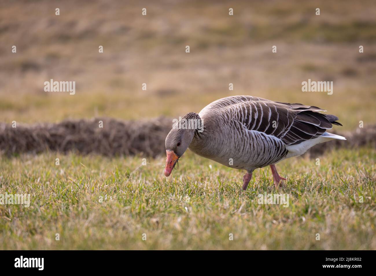 Unico grigiylag oca che si alimenta su erba, Spiekeroog, Germania Foto Stock