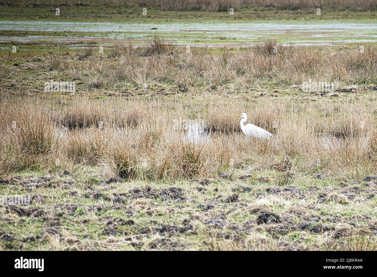 airone bianco dal torrente in un prato sul darss. L'uccello sta cacciando. Foto animali dalla natura. Fauna selvatica Foto Stock