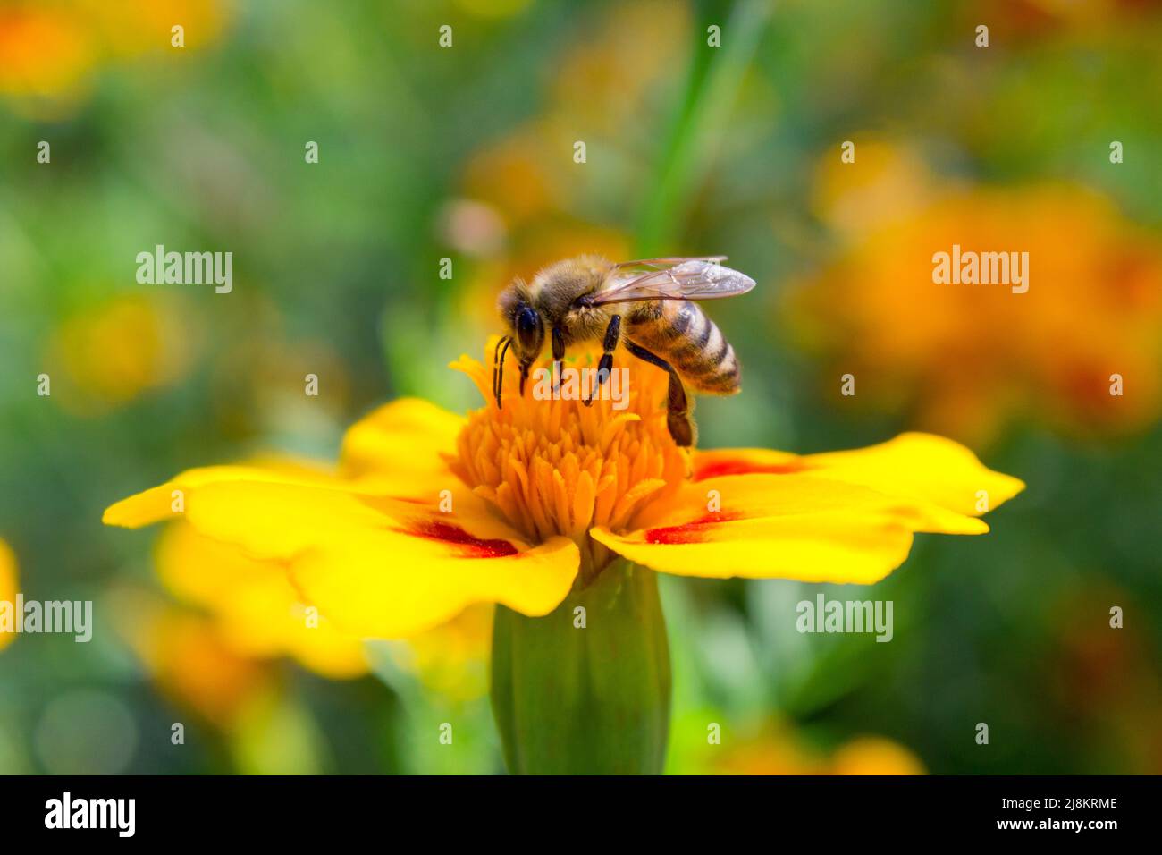 Bee impollinare un fiore Foto Stock