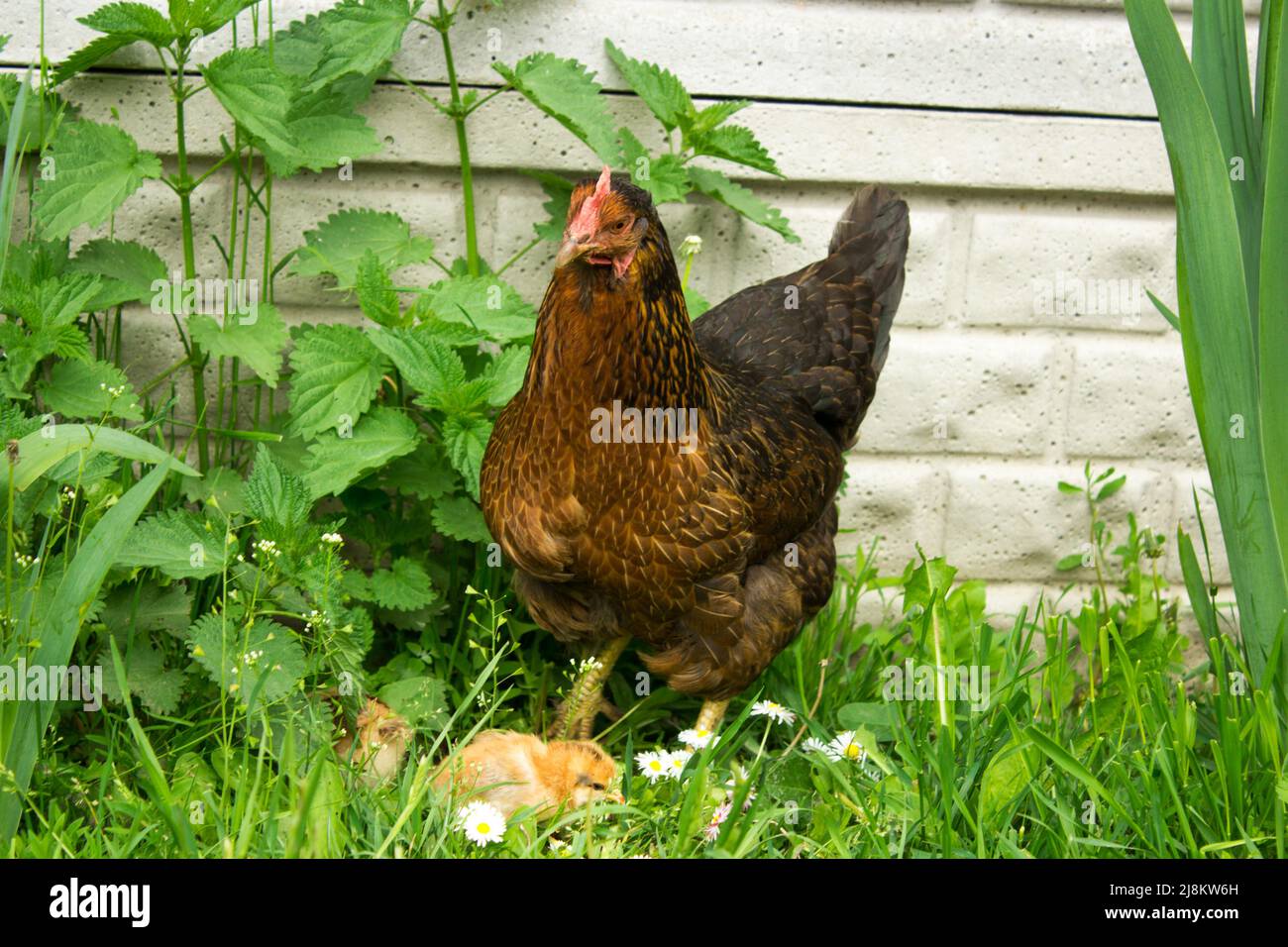 gallina di covata con polli Foto Stock