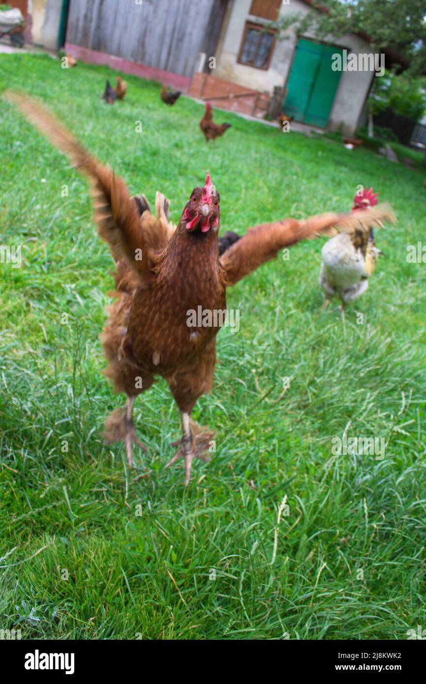 gallina sta volando Foto Stock